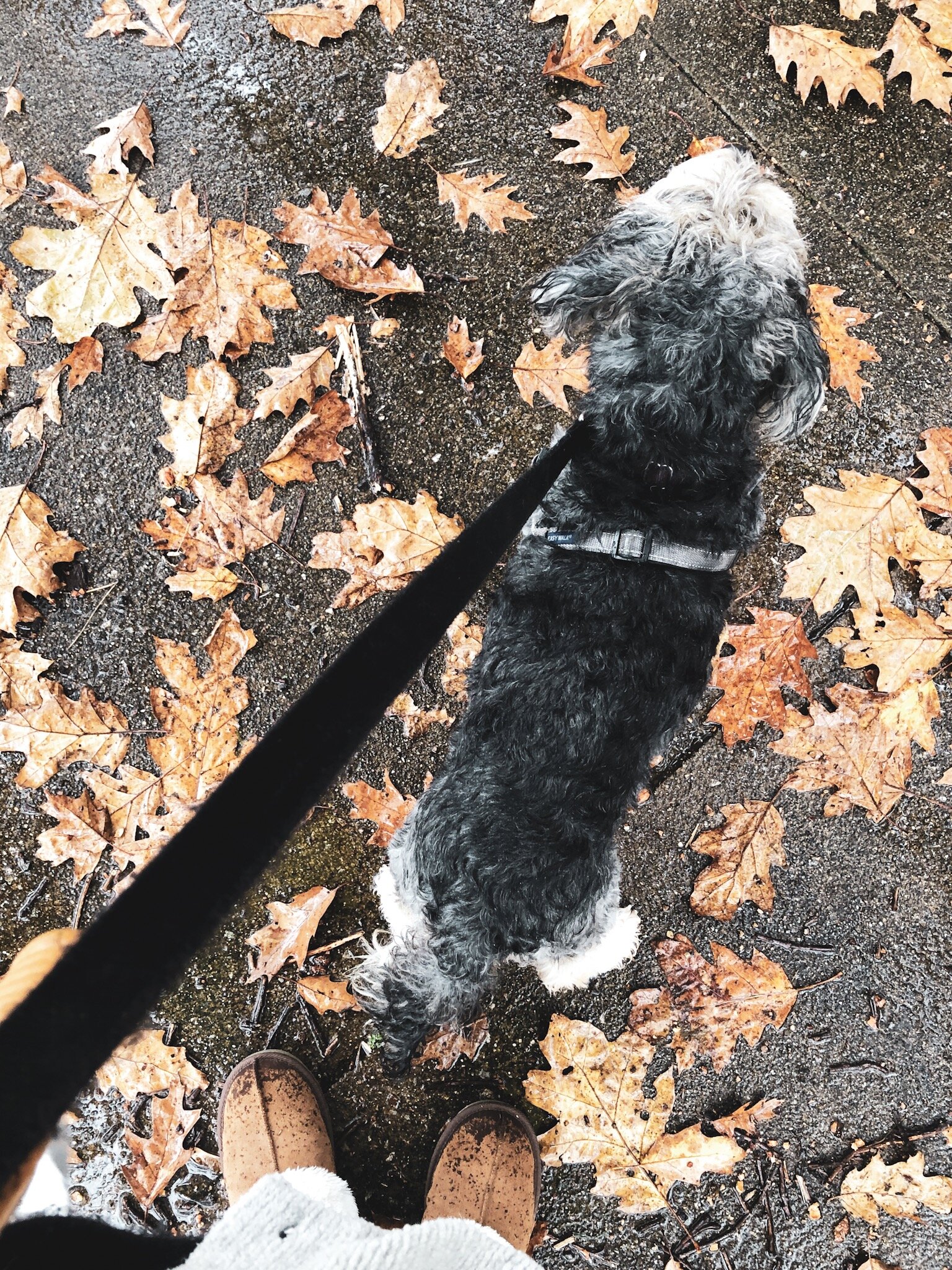 SQUIRREL!!