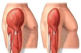 Muscles lose mass and strength as we age, changing appearance and posture.