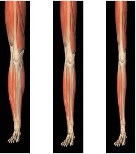 As we age, we lose muscle mass, known as sarcopenia, or "poverty of flesh."