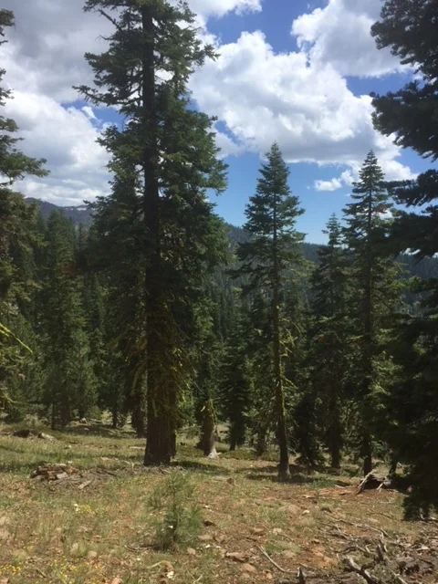(Mt. Eddy, California) Nature is the best source of grounding, or Vitamin "G".