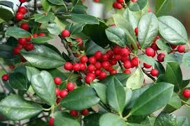 December 2015 Newsletter