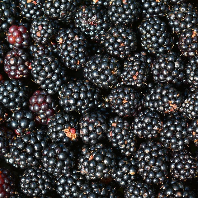 blackberries.jpg