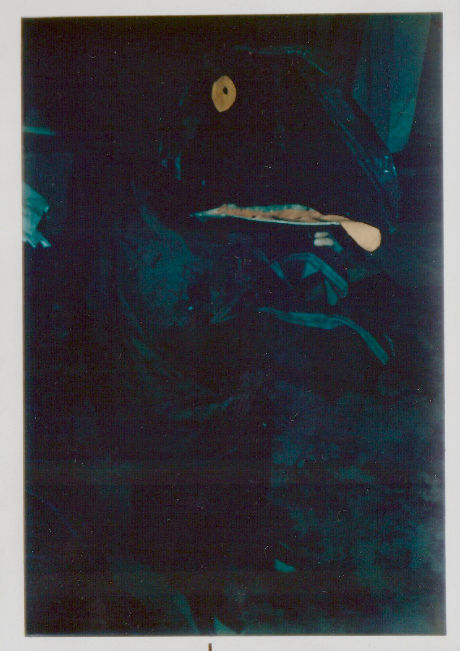 Triceratops Outfit.png