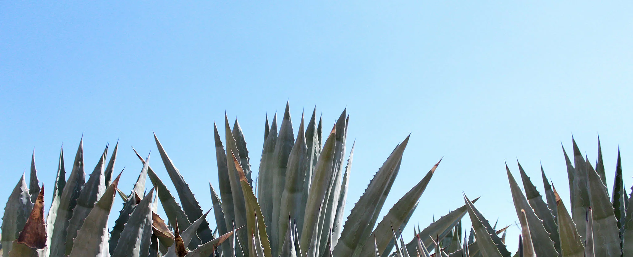 Degrazia-18.jpg