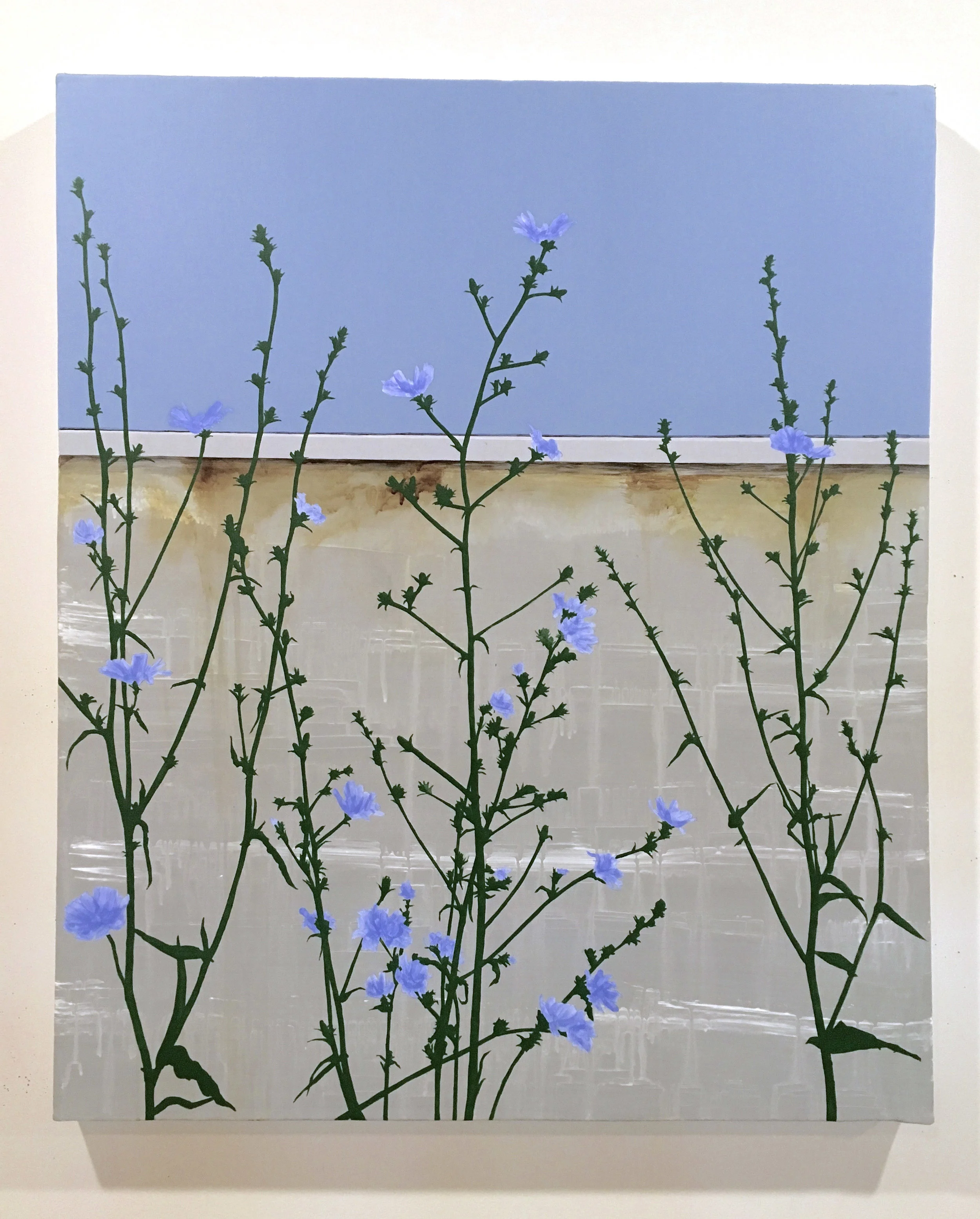 Chicory