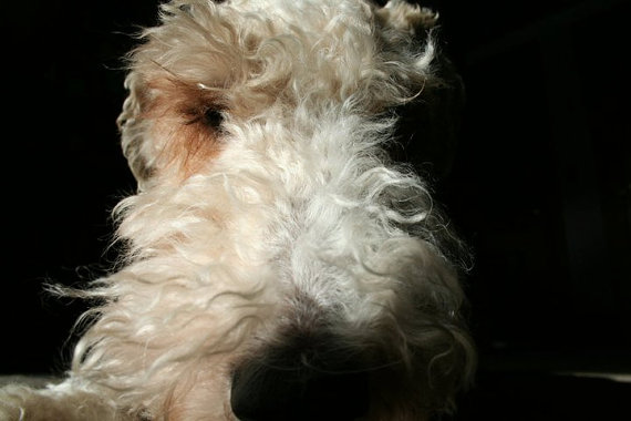 DODGER+FACE+POSTCARD+FRONT.jpg