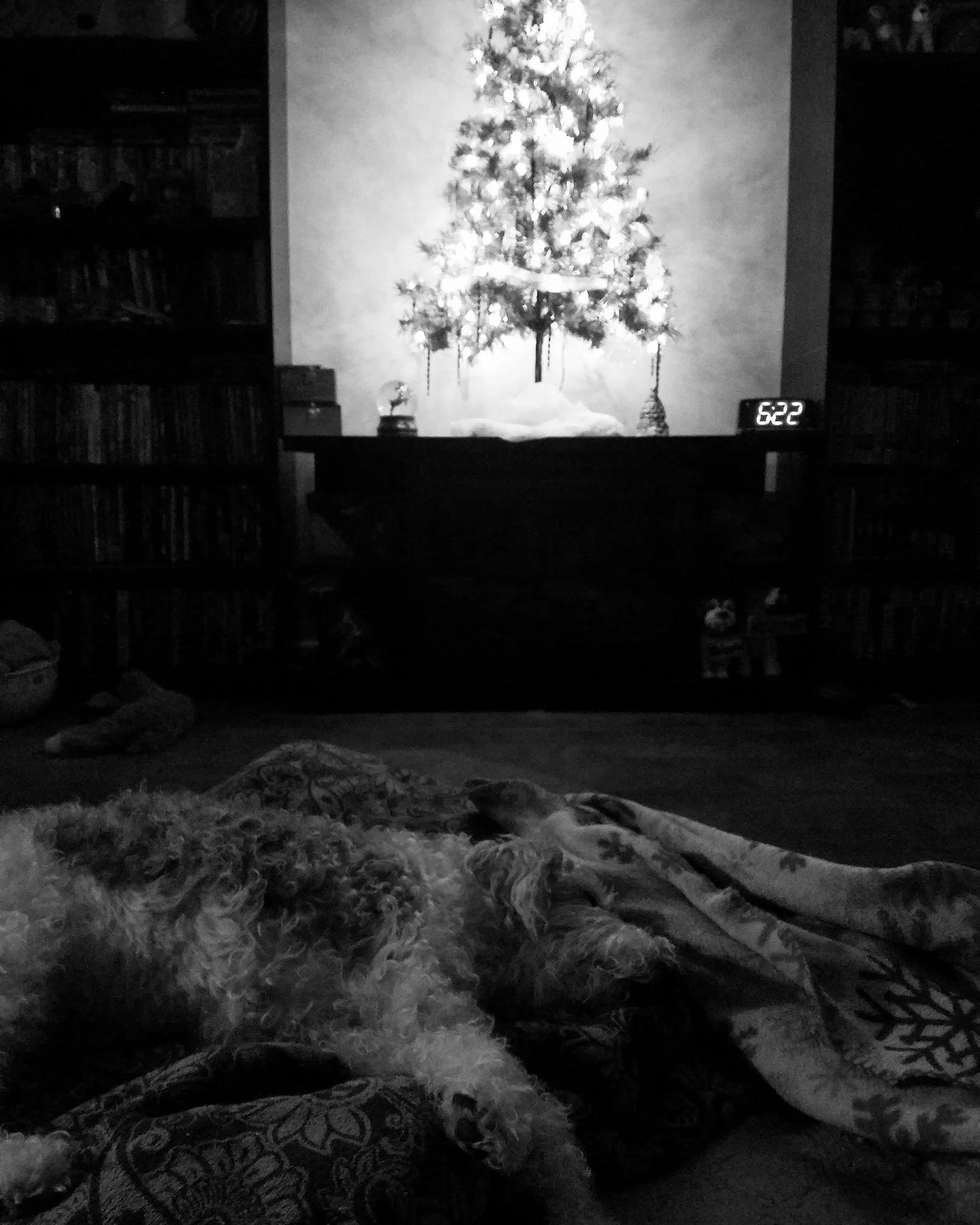 The very last photo taken of Dodger M. Rupracht before he passed. 