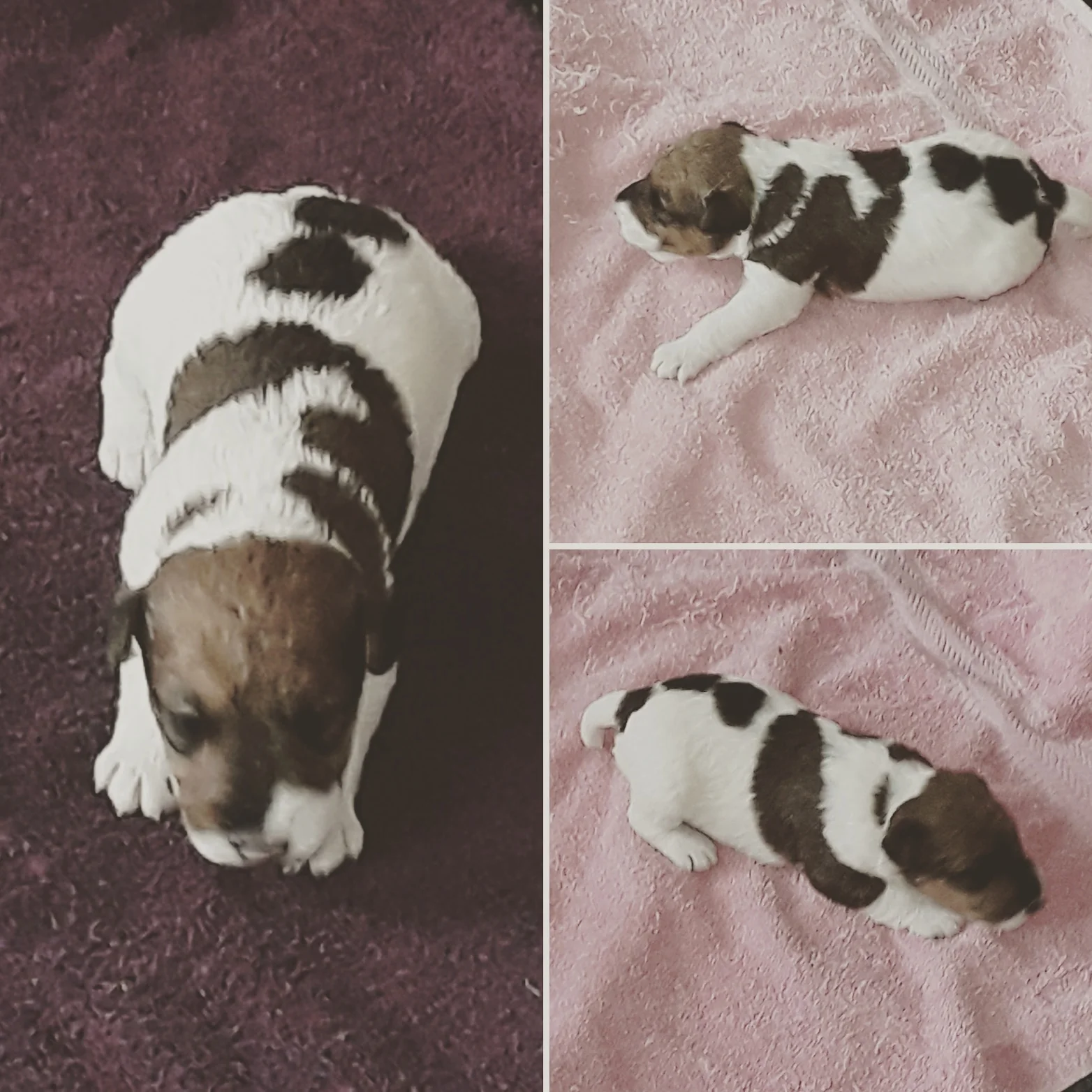 Poe Diggle at two weeks old. Photos by R. Hendricks