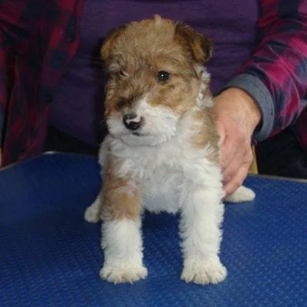 Poe Diggle at seven weeks old. Photo by R. Hendricks