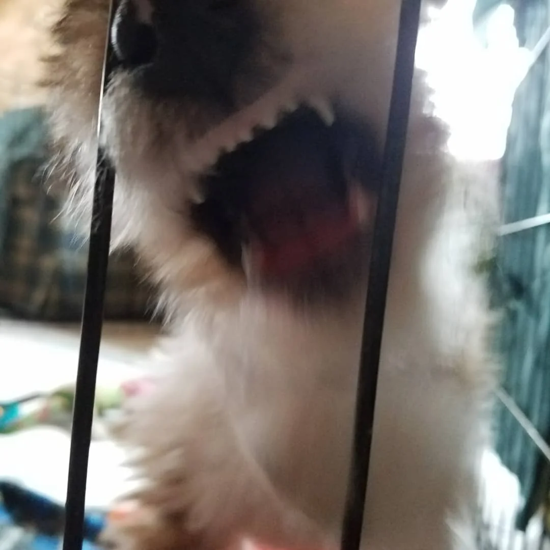 Them teeth though