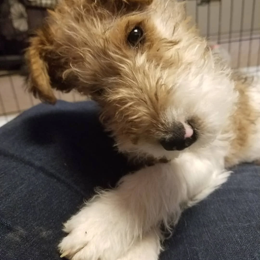Twelve Weeks Old