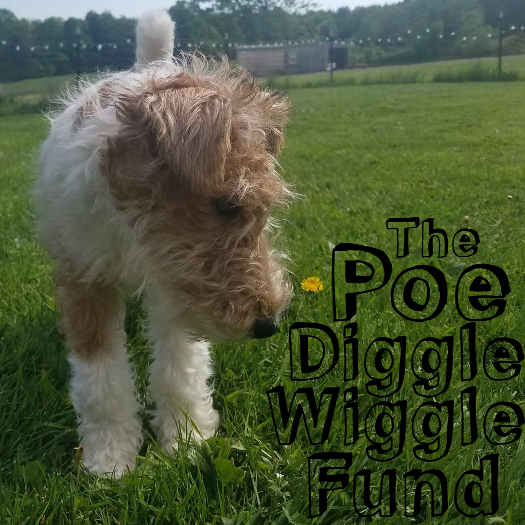 Poe Diggle Wiggle Fund Square Logo.png