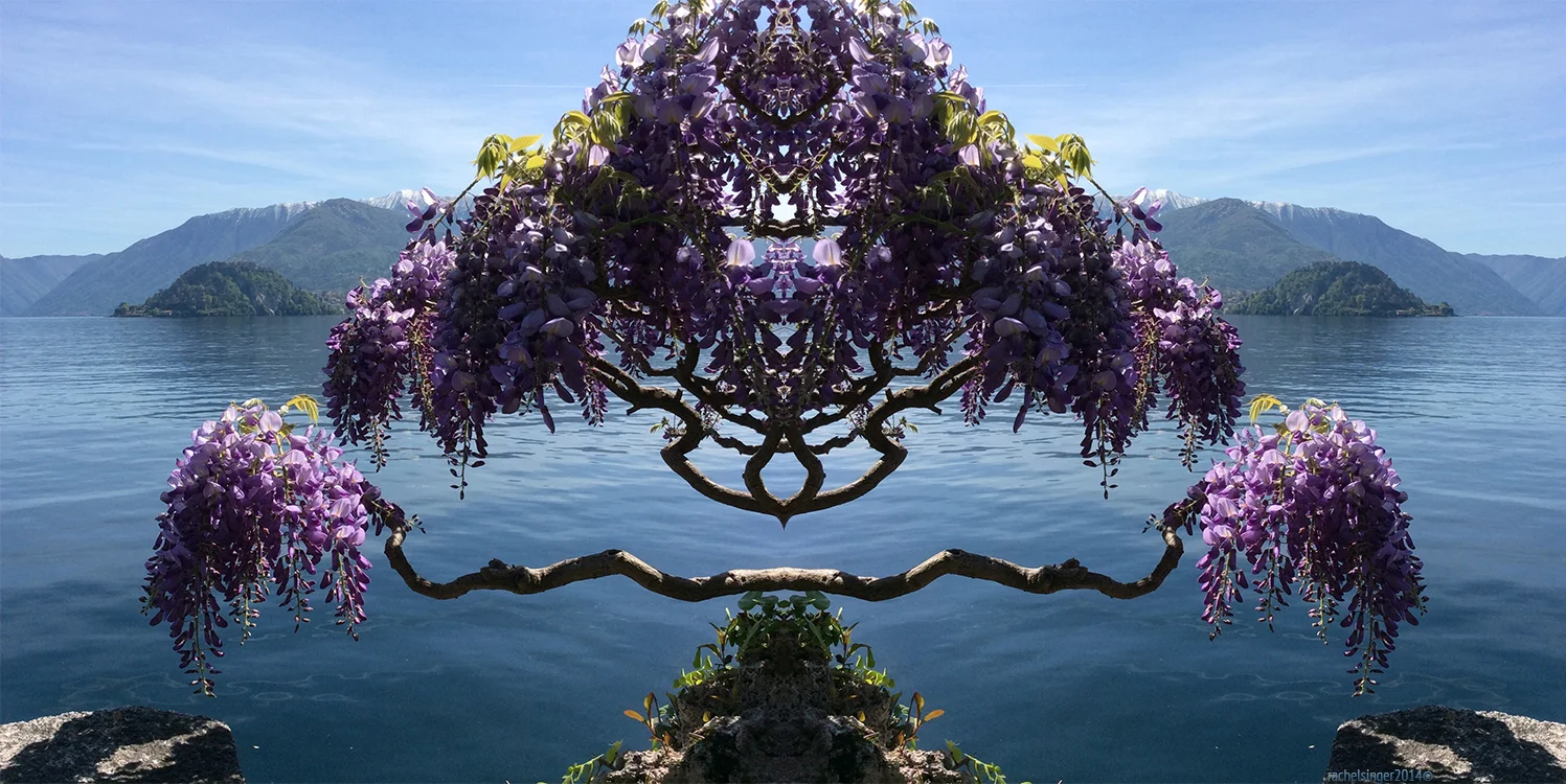 Wisteria1.jpg