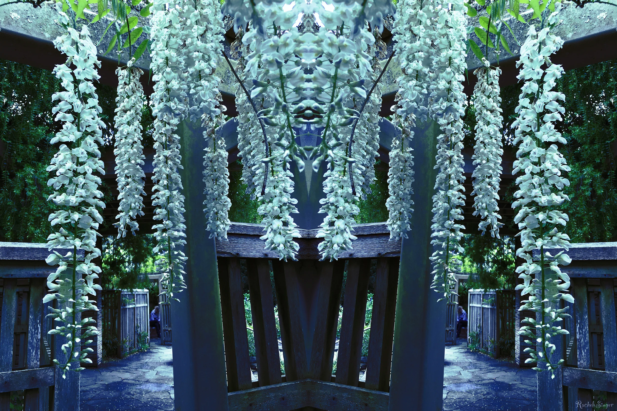 rainflowers