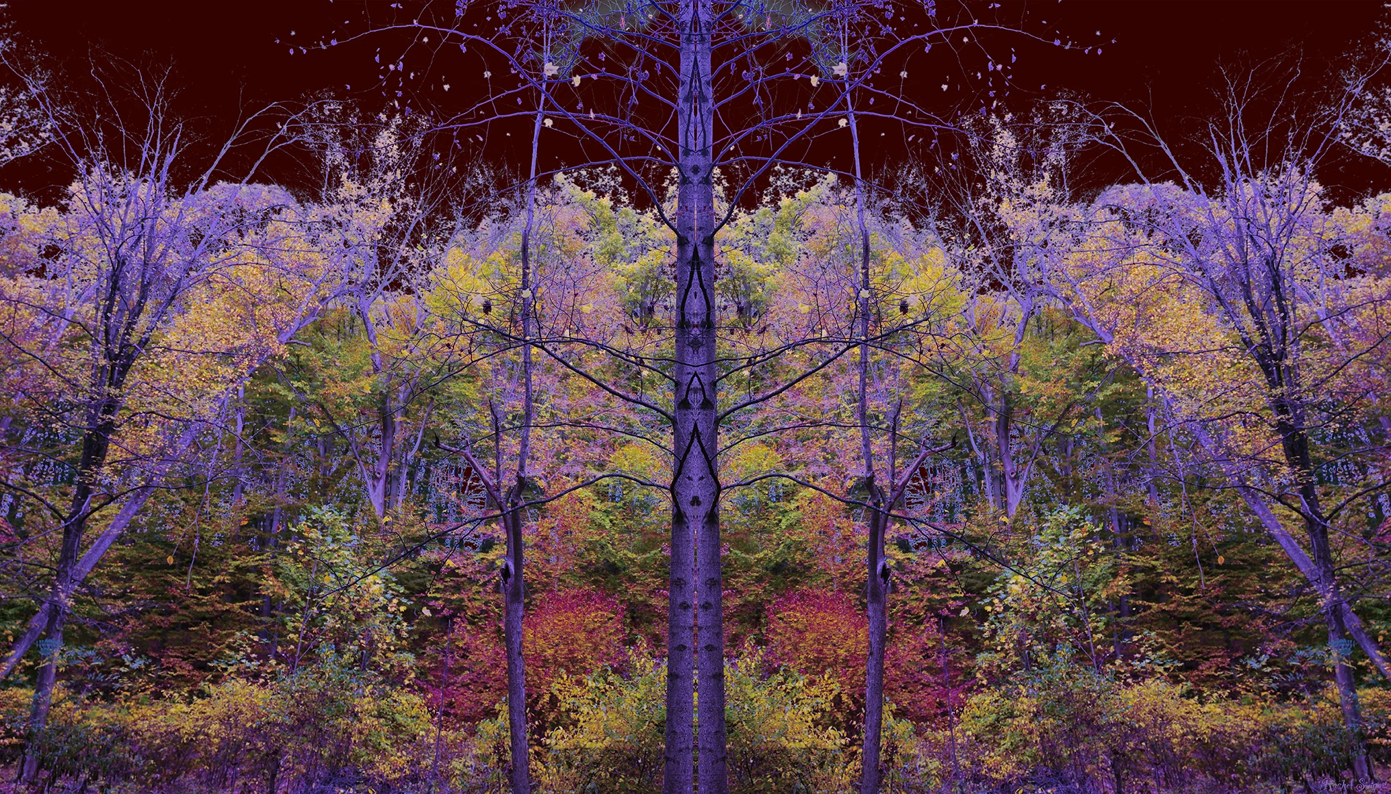 nocturnal spirit