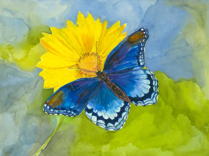 Blue Butterfly crop.jpg