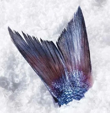 FishCrisis2.jpg