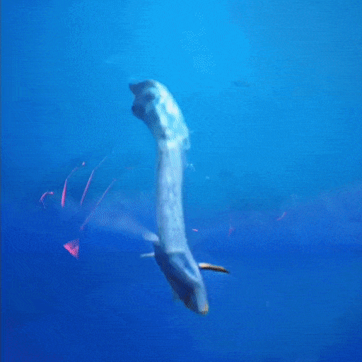 ezgif-4-af779ff93126.gif
