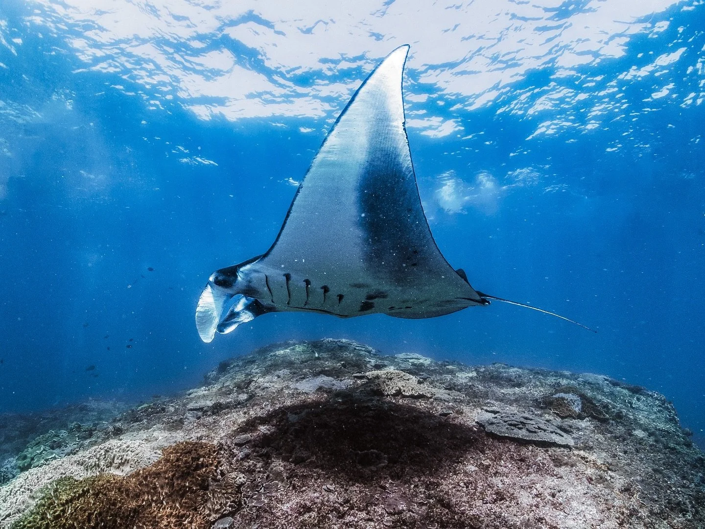 While you were sleeping our Bali guests were here. 🐢 
This was yesterday! Part of our Bali vacation is a private boat charter from Bali to Nusa Penida island. We never do mass tourism boat charters. Only our small group of twelve with luxury space