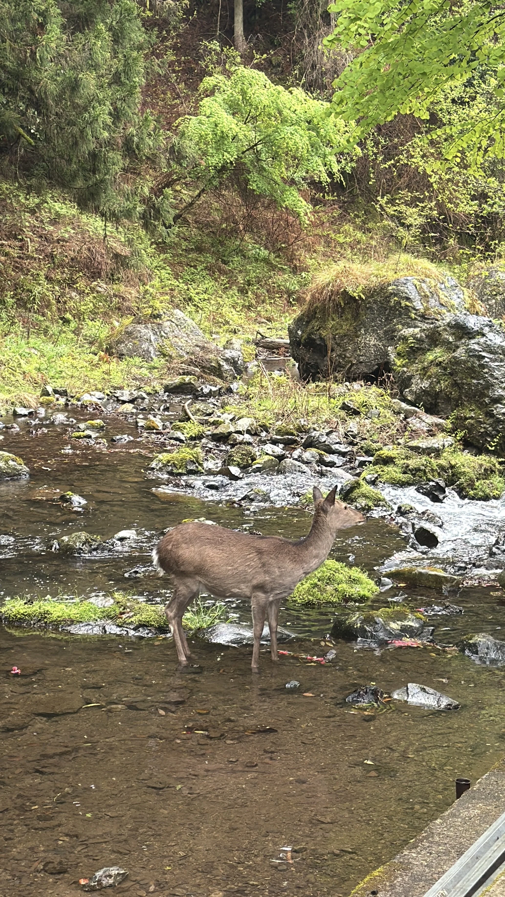IMG_4717.jpeg