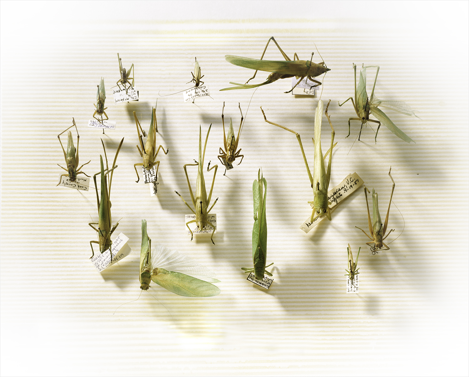 Dr. Greenebrg's Grasshoppers