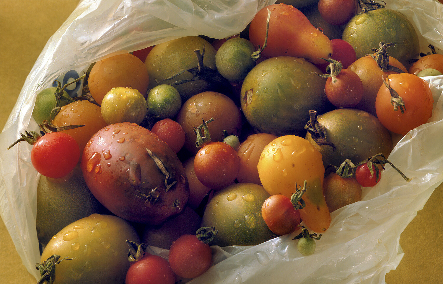 tomatoes_homegrown_In_Bag_0730.jpg