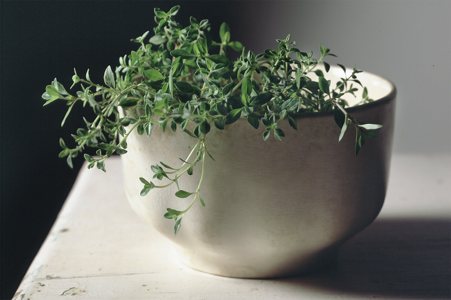 Thyme_0461v2.jpg