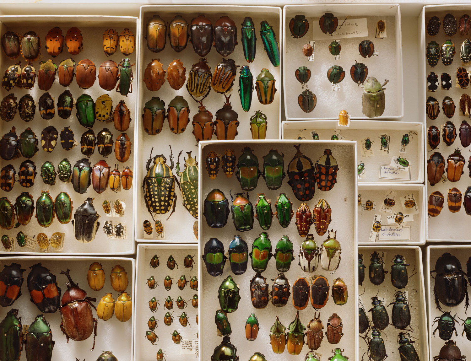 Dr. Greenberg's Beetles