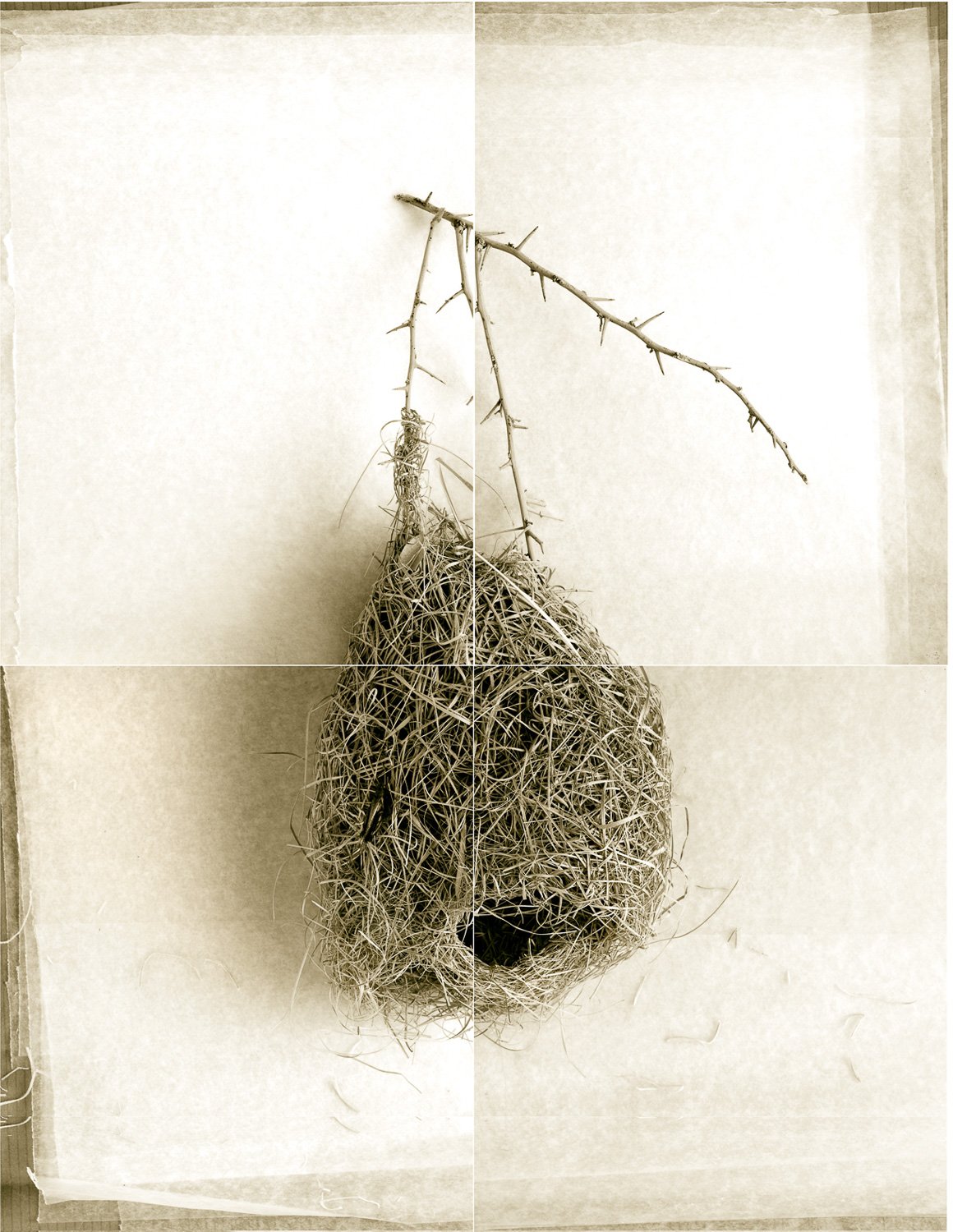 THE WEAVER BIRD NEST