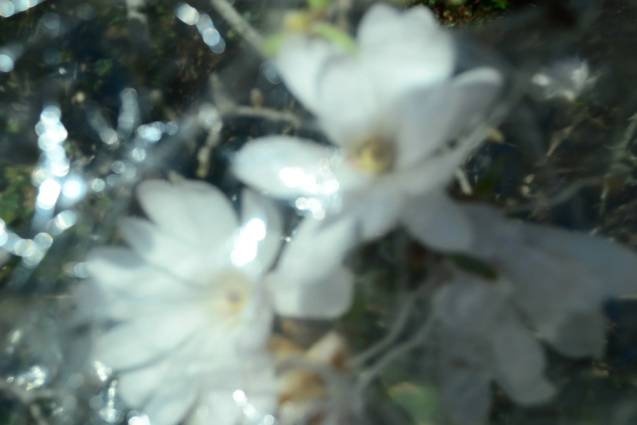 DSC_0090.JPG