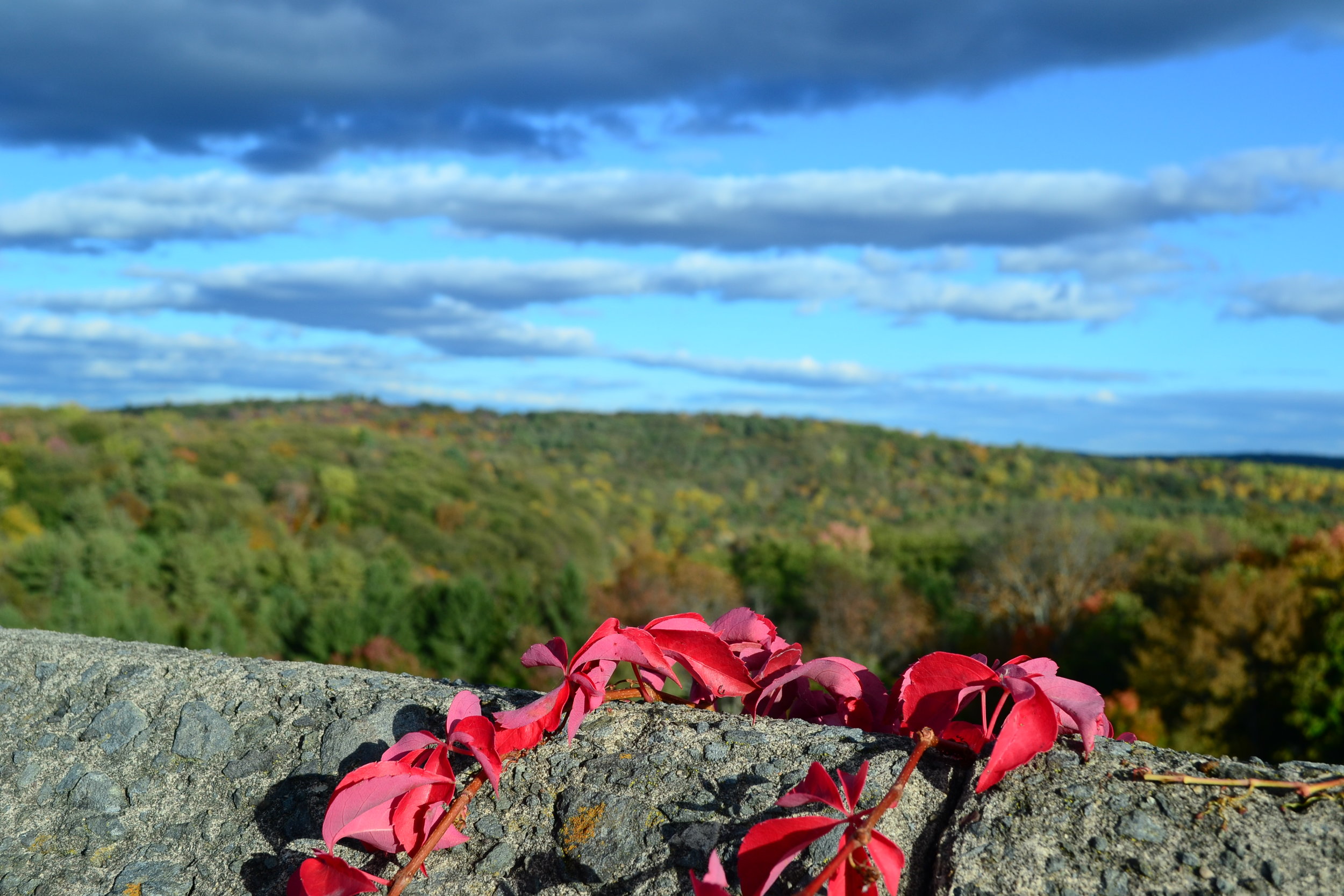 DSC_0515.JPG