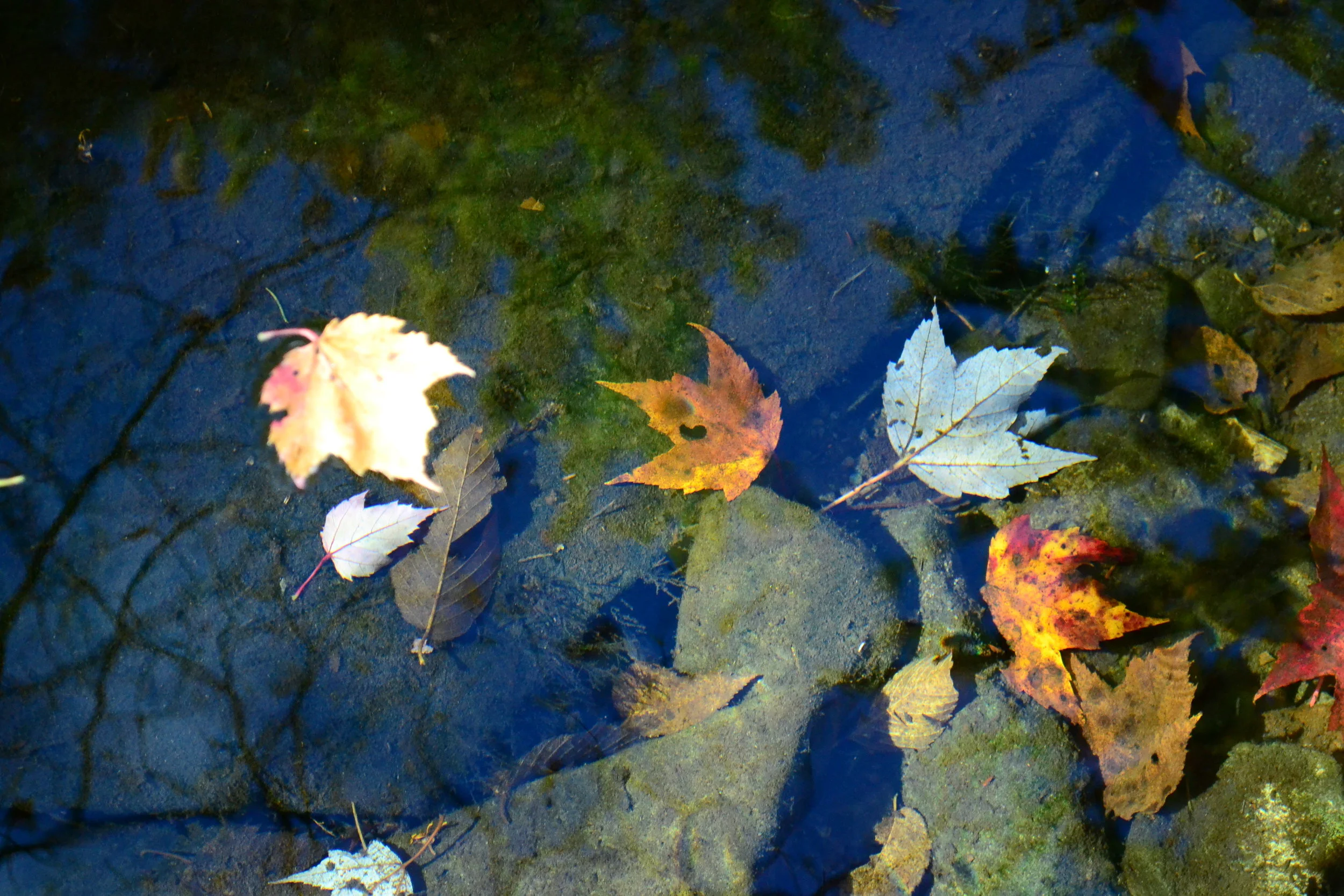 DSC_0626.JPG