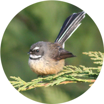 Fantail / Piwakawaka  Easily recognised by its long tail which opens to a fan.  Known for its friendly ‘cheet cheet’ call and energetic flying antics, the aptly named fantail is one of the most common &amp; widely distributed native birds on the New Zealand mainland.