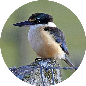 Kingfisher / Kōtare  Kingfishers are found throughout New Zealand in a wide range of habitats, including forest, river margins, farmland, lakes, estuaries &amp; rocky coastlines. A distinctive bird with a green-blue back, a light underside &amp; a large black bill.  Kingfisher normally perch in elevated observation points, like power lines &amp; high trees, so if you’re looking for them look up.