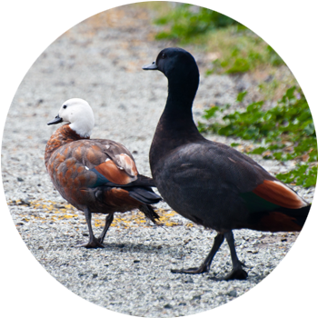 Paradise Duck / PŪtakitaki  Unusually for ducks, the female is more eye-catching than the male; females have a pure white head &amp; chestnut-coloured body, while males have a dark grey body &amp; black head.  The paradise shelduck is New Zealand’s only shelduck, large waterfowl that have goose-like features. They are commonly observed flying in pairs or grazing on pasture. They are very vocal birds, with males giving a characteristic ‘zonk zonk’, while females make a more shrill ‘zeek zeek’ while flying or as a warning to intruders.
