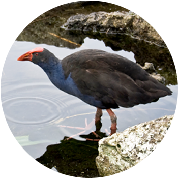 PŪkeko / Purple Swamphen  The Pūkeko is very common in New Zealand, making the most of any grassland or wetland areas. It is quite a distinctive bird with black wings, a deep blue body &amp; bright orange beak &amp; legs.  While they are capable of flying quite a distance, their flight always looks awkward with their long legs dangling. And more often than not their flights end in a crash landing.