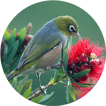 Wax-eye / Silvereye  The wax-eye, also known as the silvereye – is a small olive green forest bird with white rings around its eyes.  These friendly birds were self introduced in the 1800s and now have a wide distribution throughout New Zealand. They have made the forest their home &amp; are now among the most common bird in suburbia too. They have a pleasant subtle call as they move, in a flock through the forest.