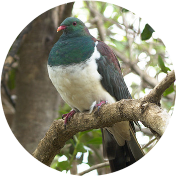 KererŪ / Wood Pigeon  The Kererū is a large bird with irridescent green and bronze feathers on its head and a smart white vest. The noisy beat of its wings is a distinctive sound in our forests.  New Zealand's native pigeon is the only disperser of large fruits, such as those of karaka &amp; taraire, we have. The disappearance of the Kererū would be a disaster for the regeneration of our native forests.