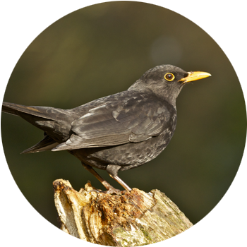 Black Bird  Introduced to New Zealand, and is now our most widely distributed bird species. Now common in a wide range of habitats including suburban gardens, farmland, woodlands &amp; indigenous forests.  A medium-sized song bird the blackbird is larger than a song thrush. Blackbird is a bit of a misleading name with only the adult male being entirely black, while the female is almost totally brown &amp; even quite light on it’s underside.