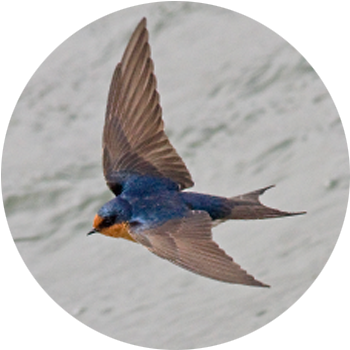 Welcome Swallow  Small fast-flying birds found in open country particularly around lakes, riverbeds &amp; wetlands. They fly low over open water, darting from side to side to catch insects.  Distinctive with a V-shaped tail, blue-black back &amp; grey underside. Welcome Swallows were self-introduced in the mid 1900s, but established quickly &amp; are now quite common