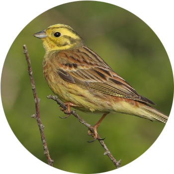 Yellowhammer  Yellowhammer were introduced from England, released in New Zealand from the mid 1800s. Now common throughout New Zealand, including many off-shore islands.  A small bird, about the size of a sparrow, with a bright yellow head &amp; body, the yellowhammer is easy to identify. They can be found in grasslands, feeding on seeds in large flocks, during most of the year