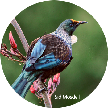 Bird Calls   Calls are identified &amp; birds sighted from specific sites within our projects to identify numbers &amp; diversity. Trends are tracked in relation to maturity &amp; topography of the surrounding flora &amp; types of habitat.     Bird Calls