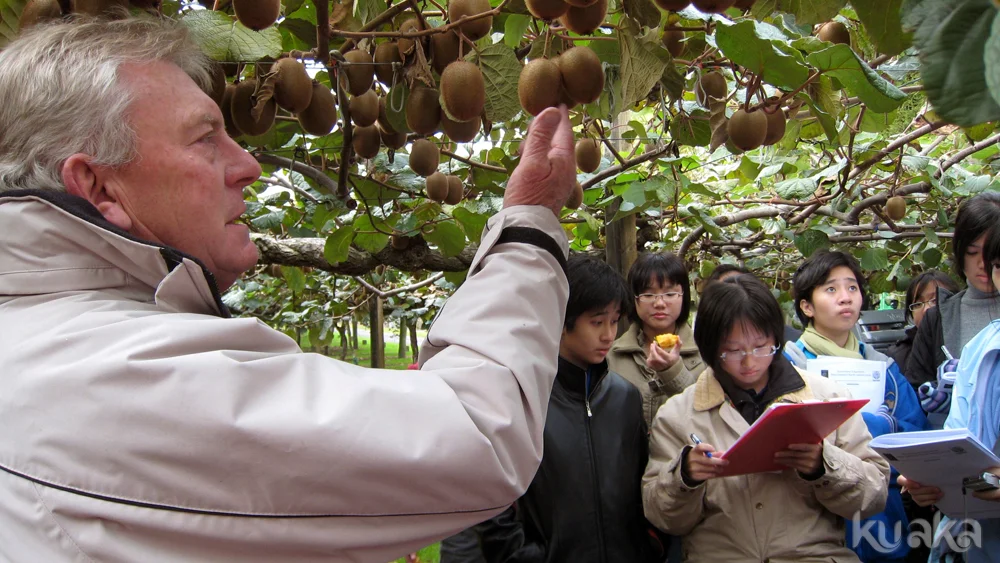 Learn about kiwifruit from under the vines