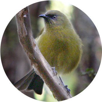 Bellbird / Korimako  Well camouflaged, the bellbird is usually heard before it is seen. Females are dull olive-brown, with a slight blue sheen on the head &amp; a pale yellow cheek stripe. Males are olive green, with a purplish head and black outer wing &amp; tail feathers.  Bellbirds are unique to New Zealand, &amp; on Captain Cook’s arrival he described them as sounding ‘like small bells exquisitely tuned’.