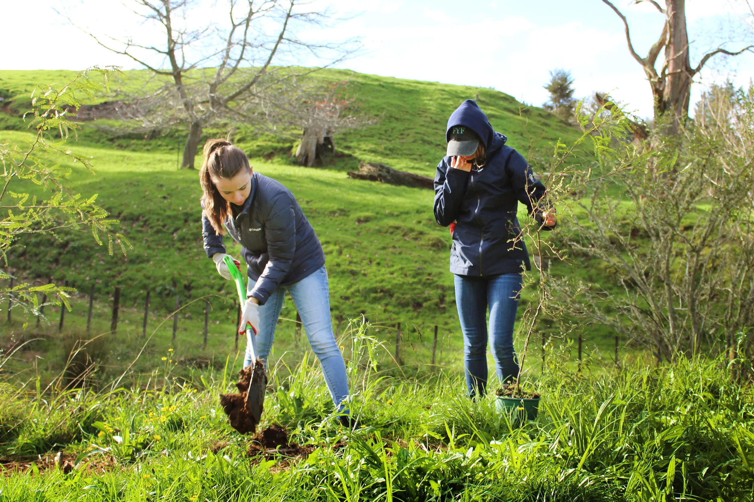 Planting an "Instant forest"