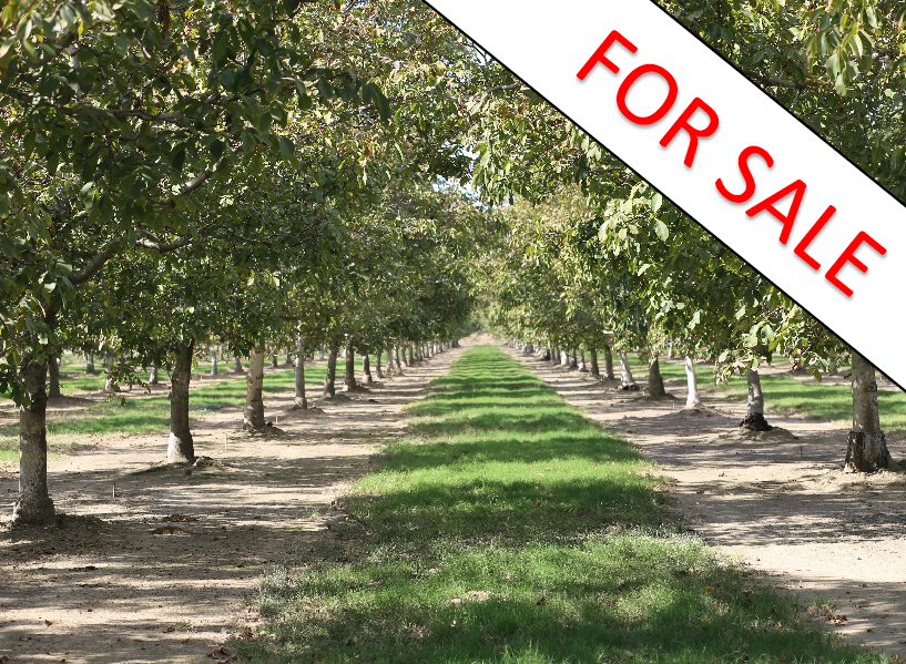 REDUCED PRICE - 187 Acres Walnuts - Colusa Co. $3.3MM