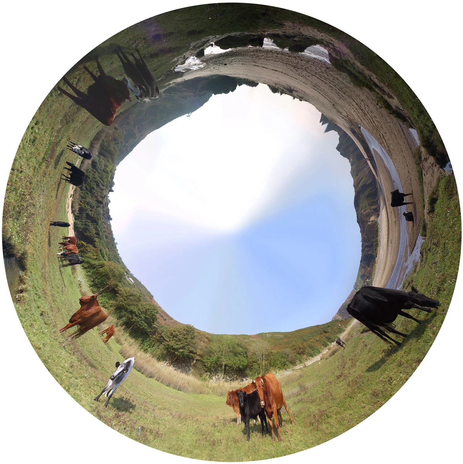 Wls-cows-1500.jpg