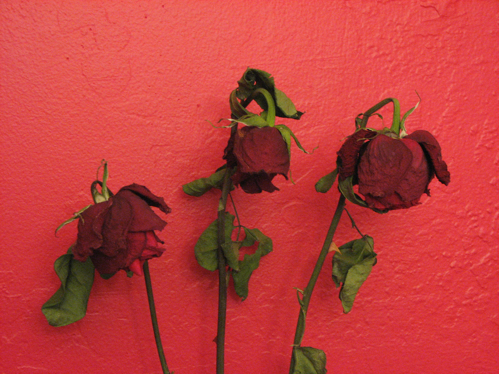the Roses of the left have gone bad