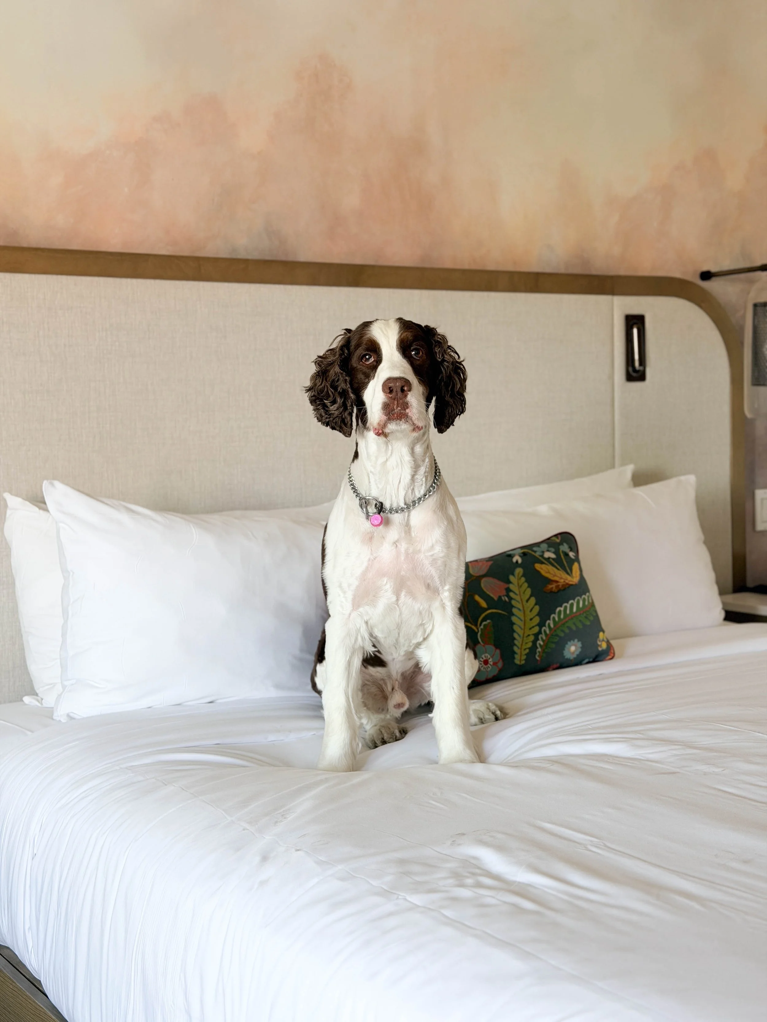 springer spaniel on a bed