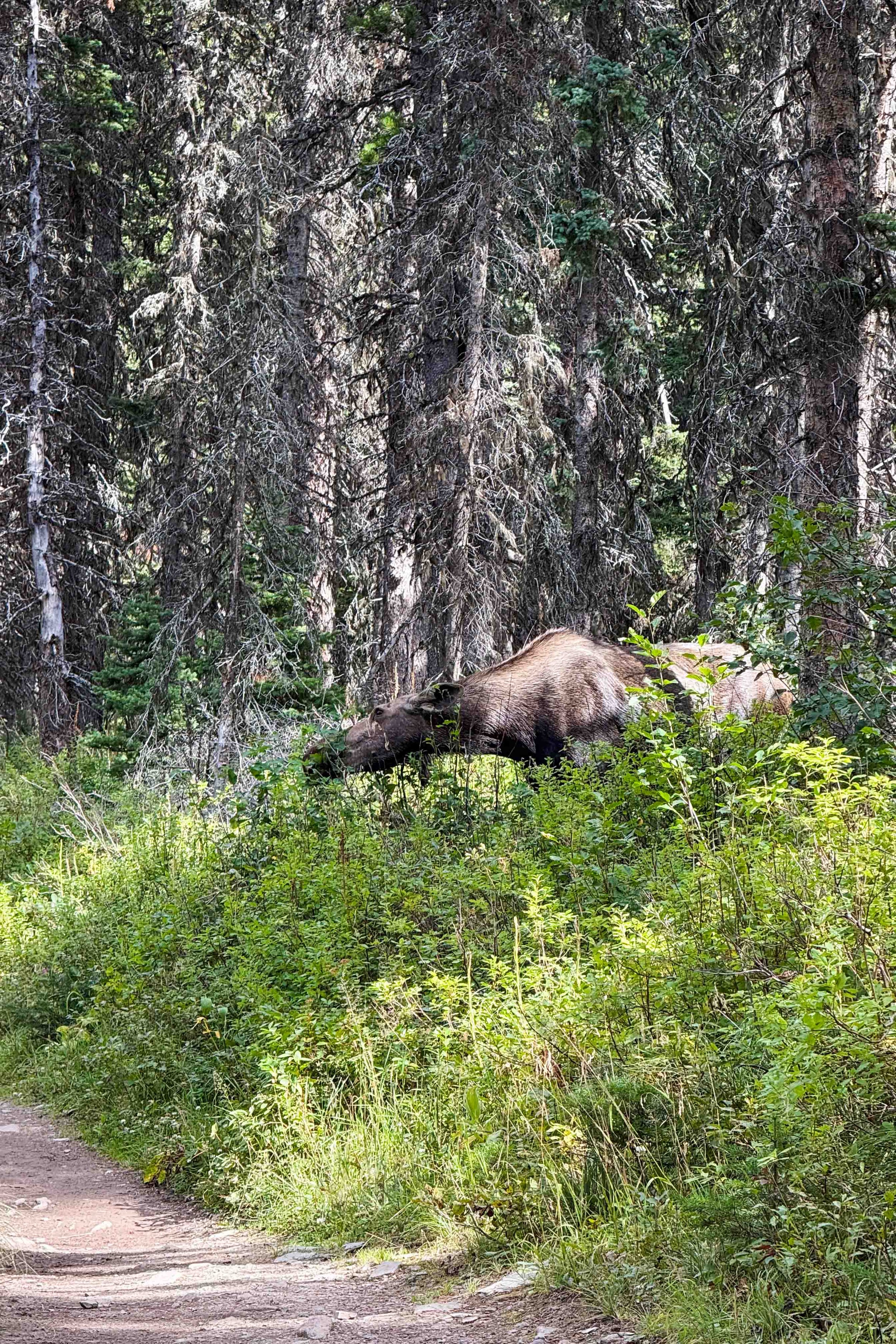 Mosse eating plants at Many Glacier